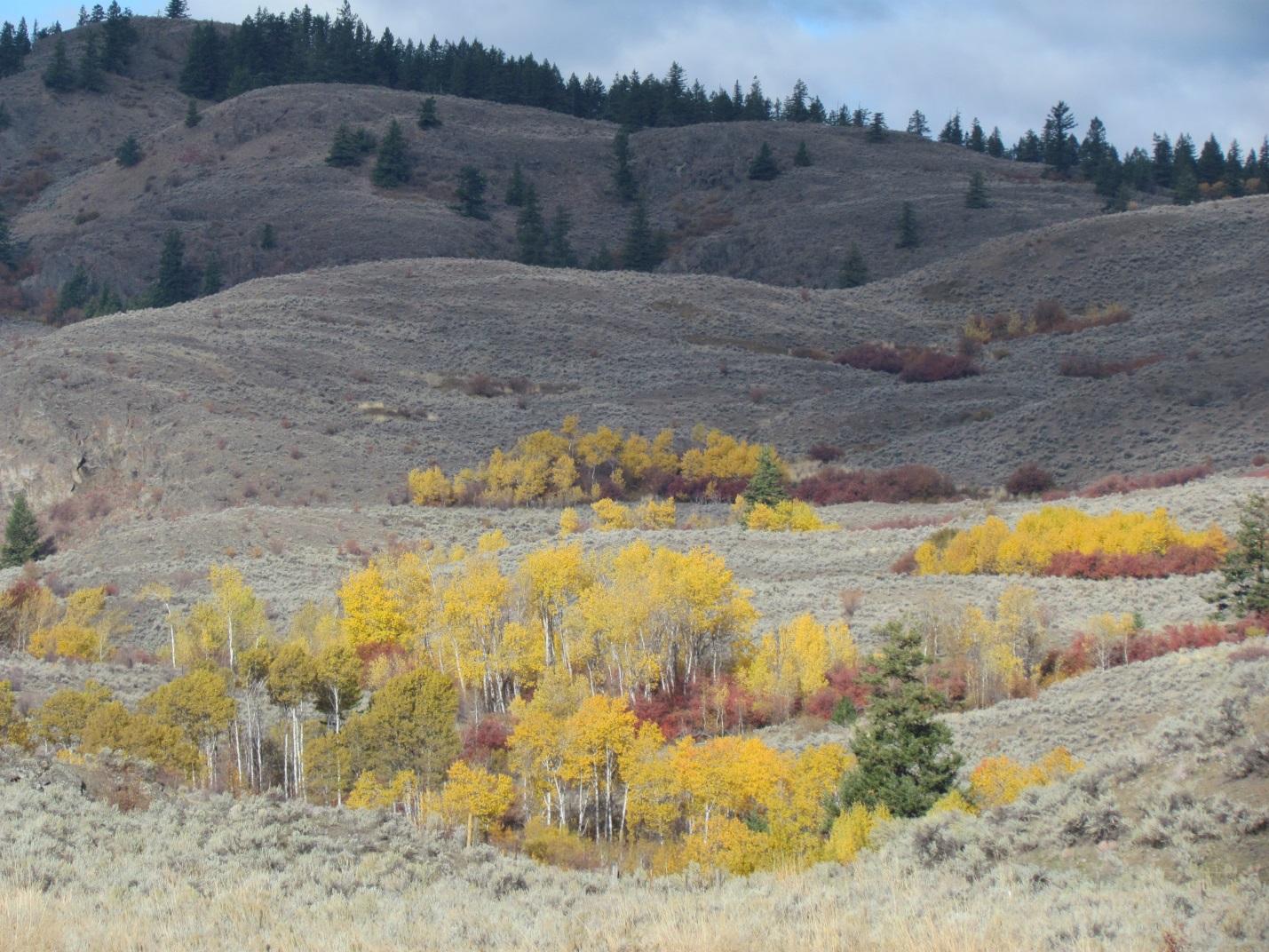 Hills with shrub growth