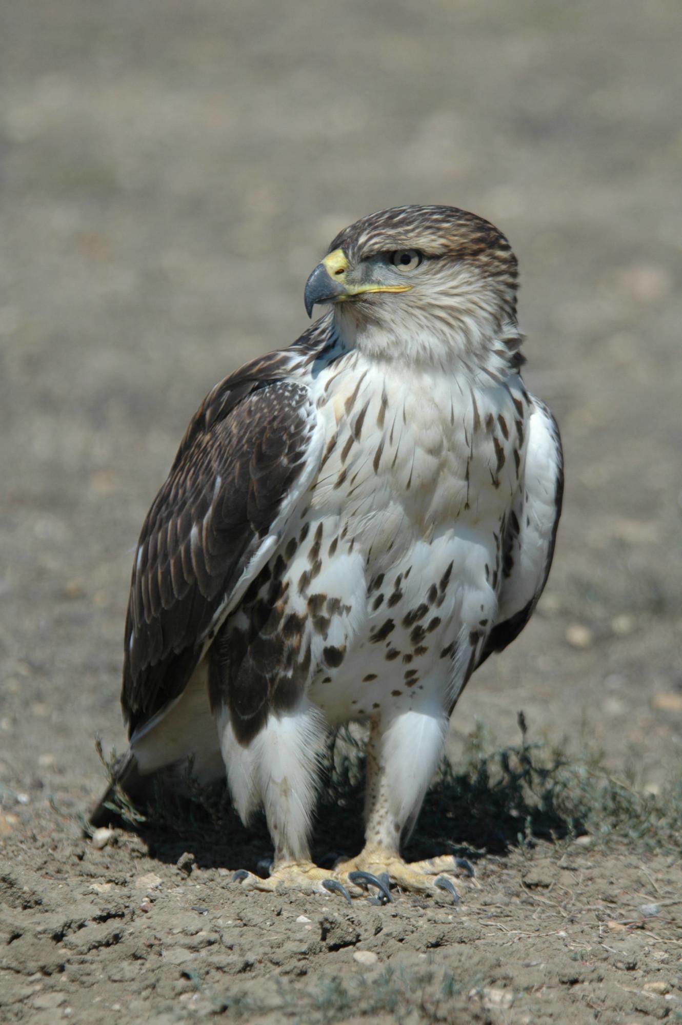 A ferruginous hawk stands on the ground