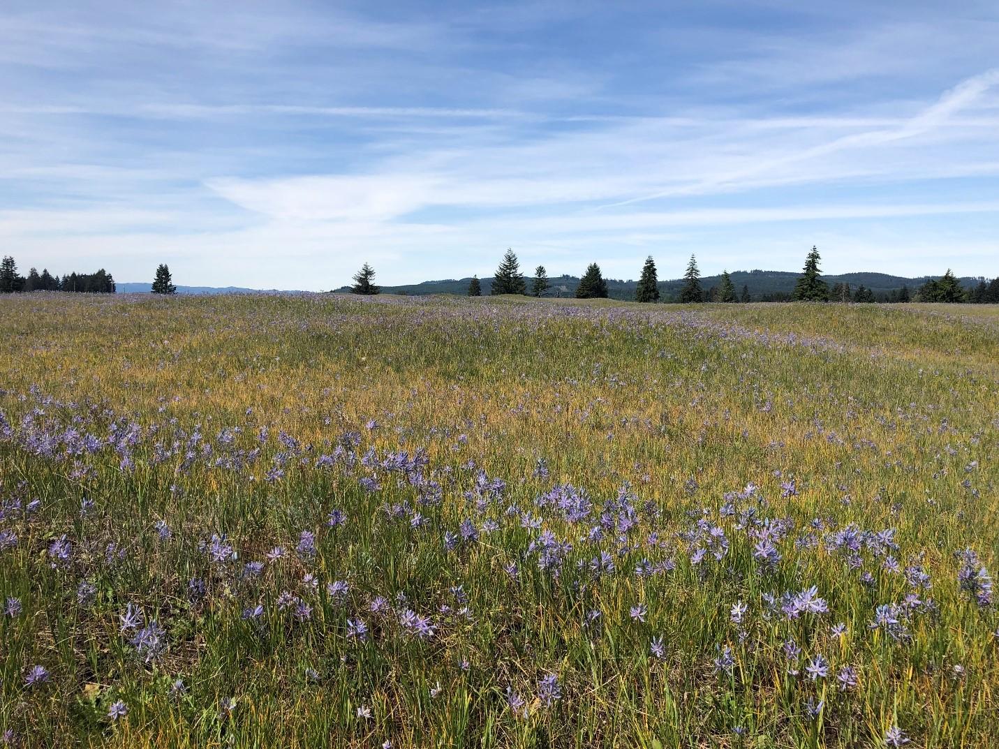 Field at the Glacial Heritage Unit