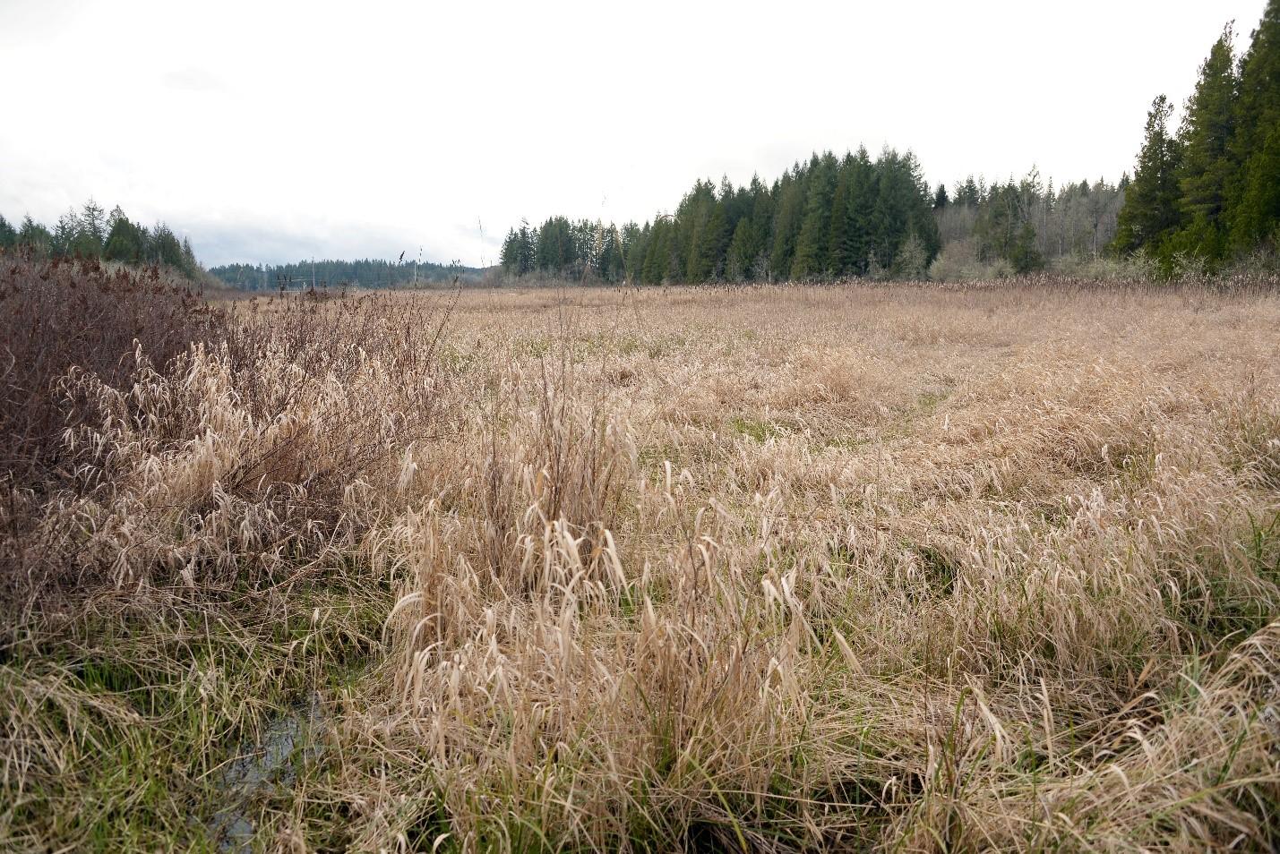 A field on the Hall Road Unit