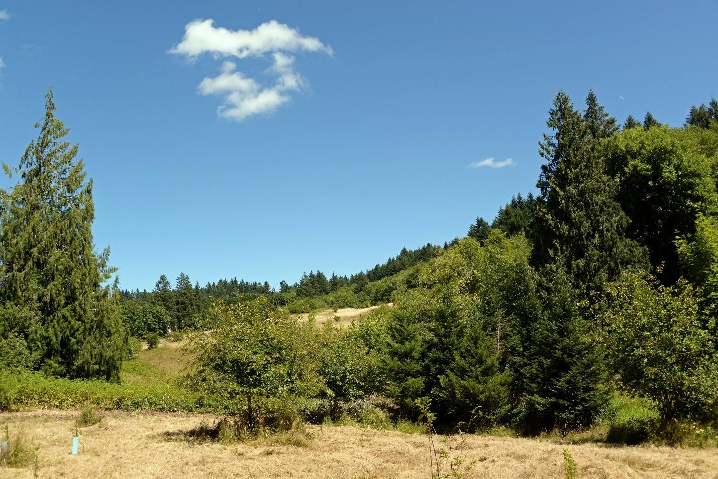 Trees and field on the Jenny Creek Unit