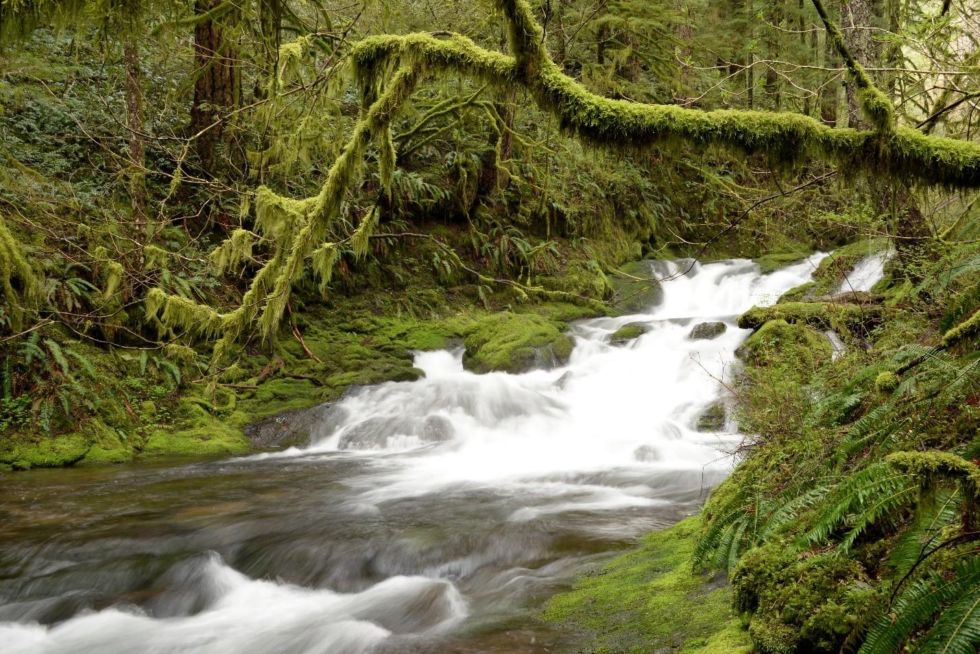 Duncan Creek Falls on the Nellie Corser Unit