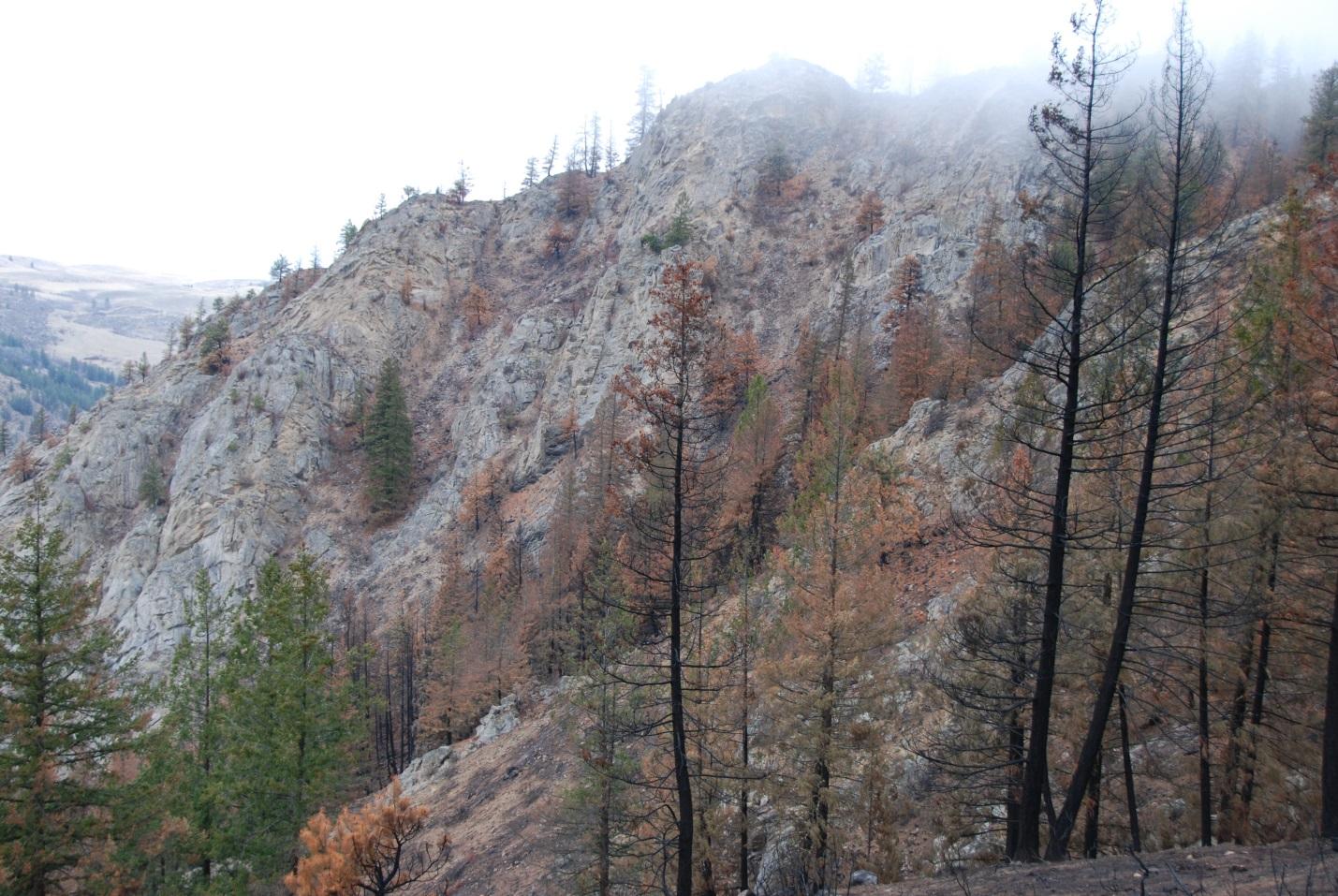 Mountainside in the fog with trees