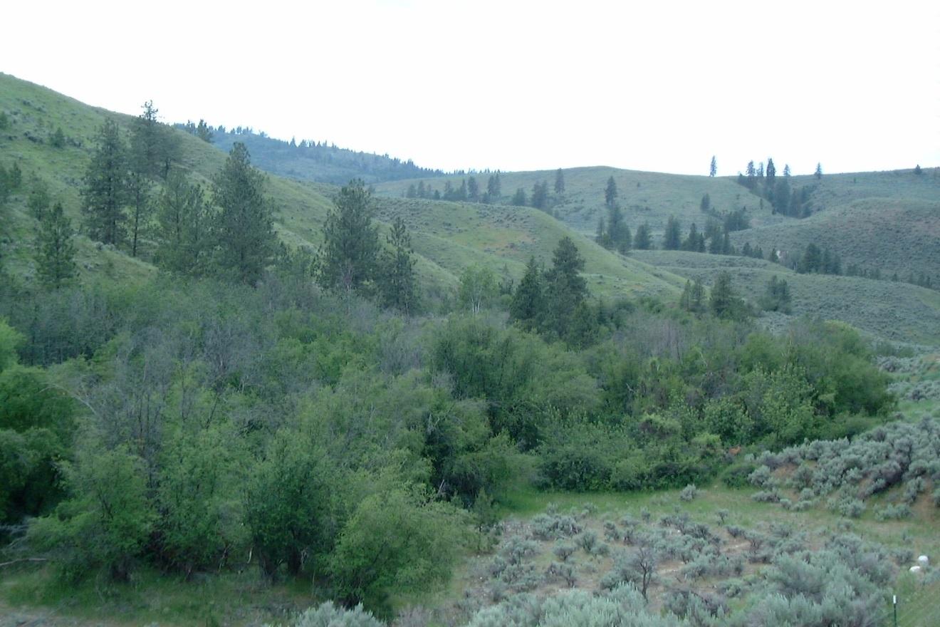 Field and shrub covering on the Tunk Valley Unit