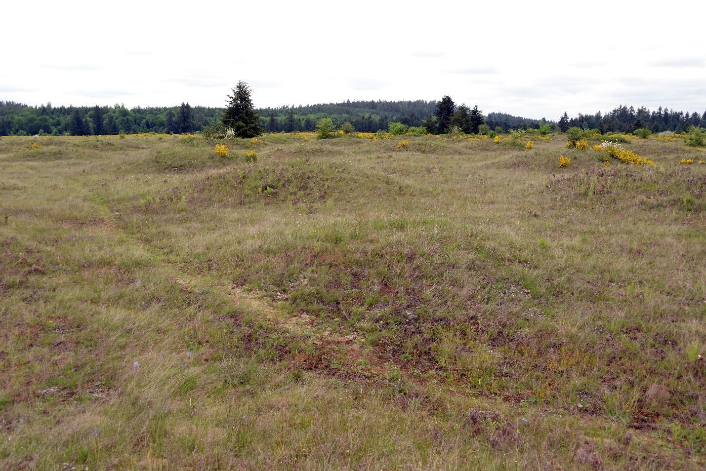 View of the mounds at the West Rocky Prairie Unit