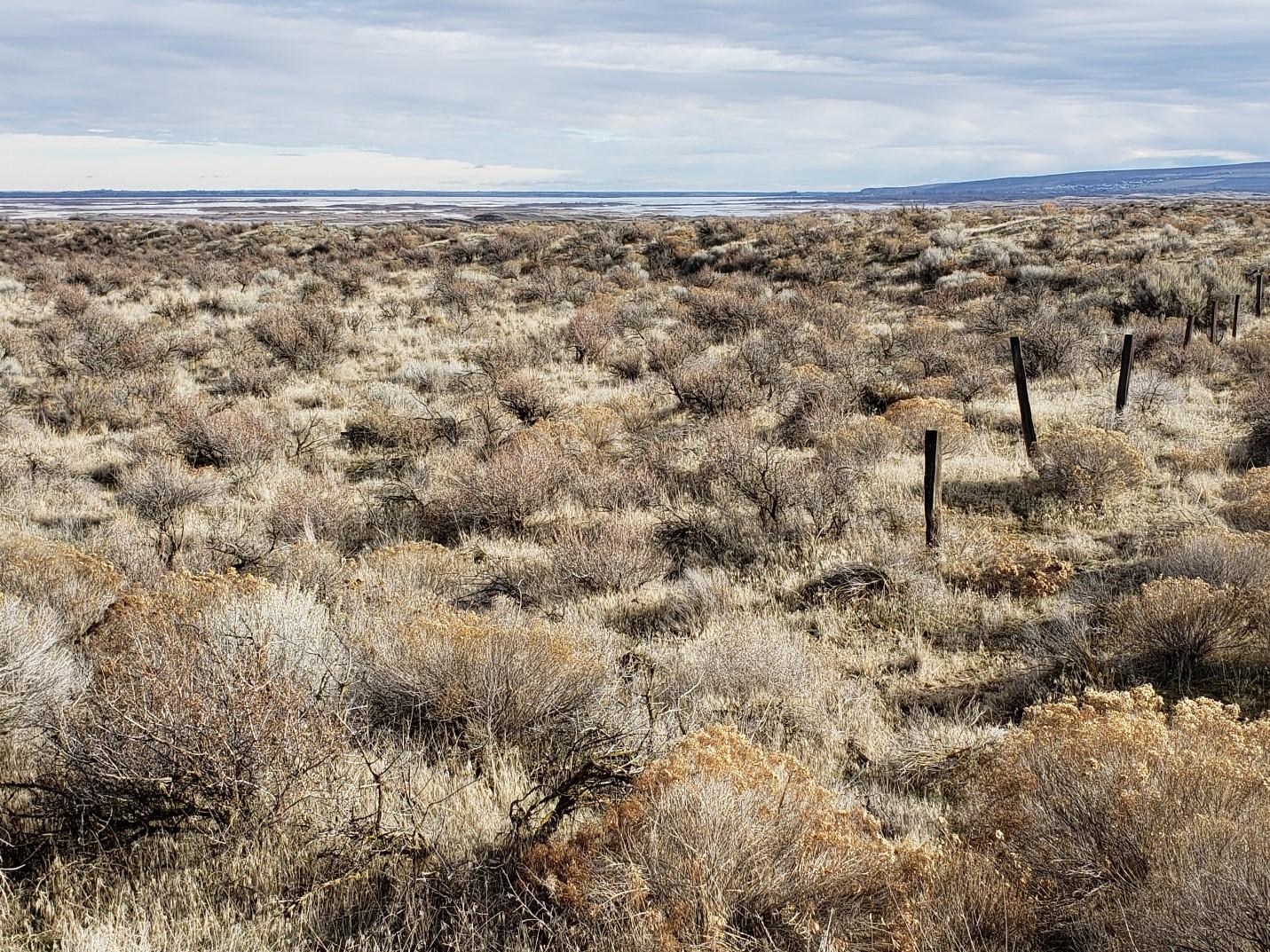 Sage dunes on the Desert Unit