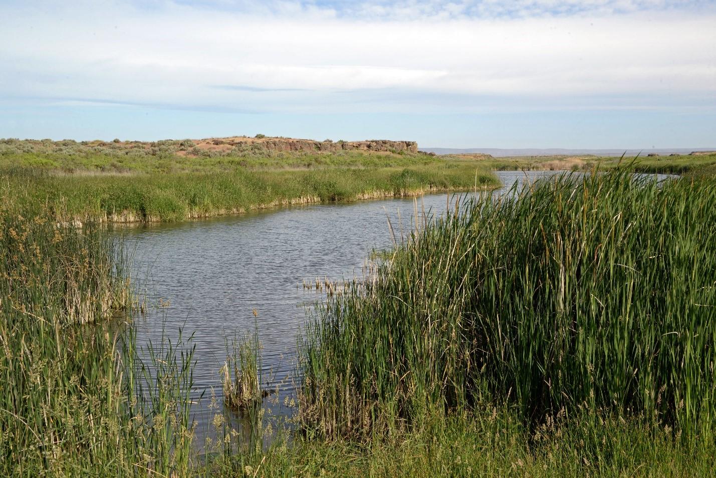 Crab Creek in the spring with tall grass around