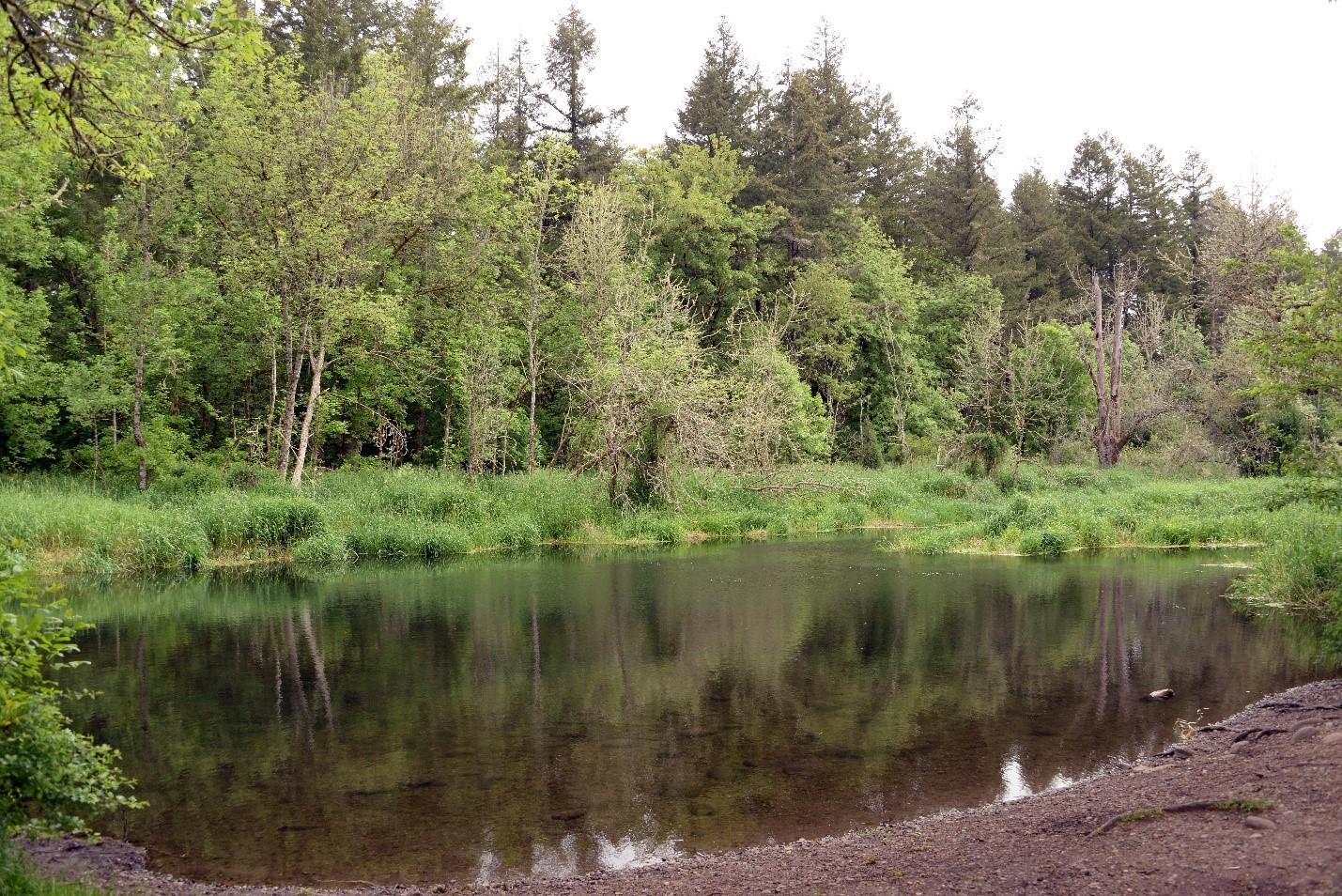 Creek pond at the Scatter Creek Unit