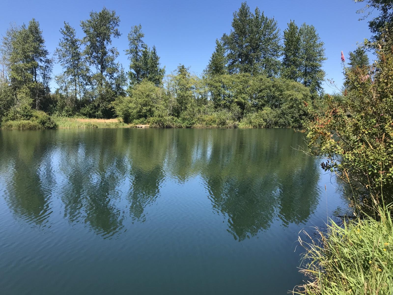 Trees and shrubs reflecting on a pond at the WDFW Chehalis Wildlife Area Unit