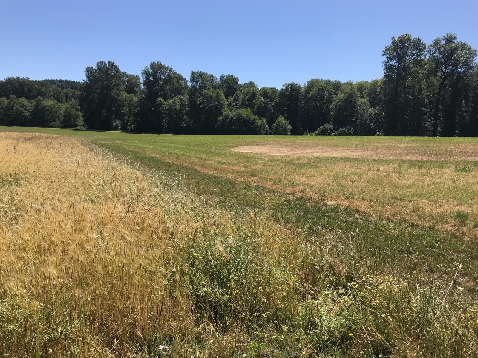 Planted mature grain and mowed grassy field lined by trees at the WDFW Ferbrache Wildlife Area Unit