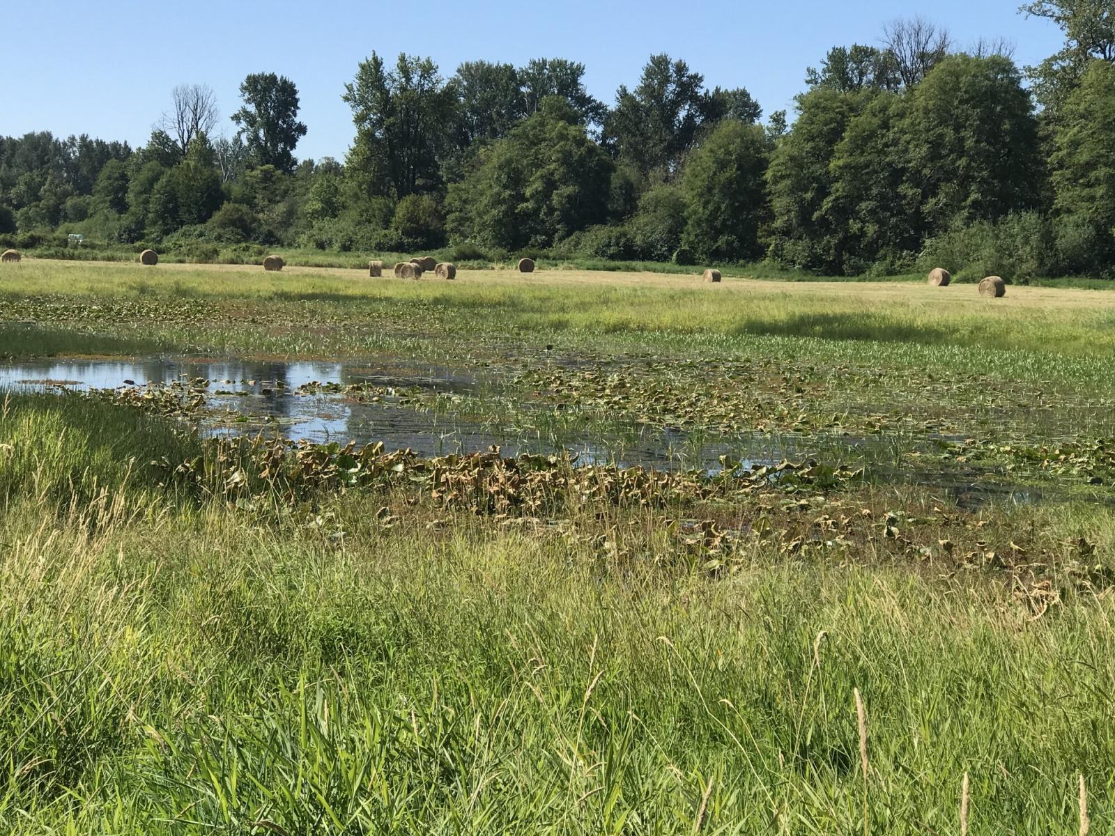 Wetland pond and hay bales in field at the WDFW Hoxit Wildlife Area Unit