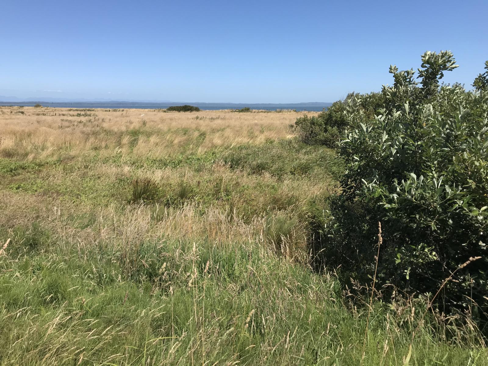 Marsh lands on the Ocean Shores Airport Unit