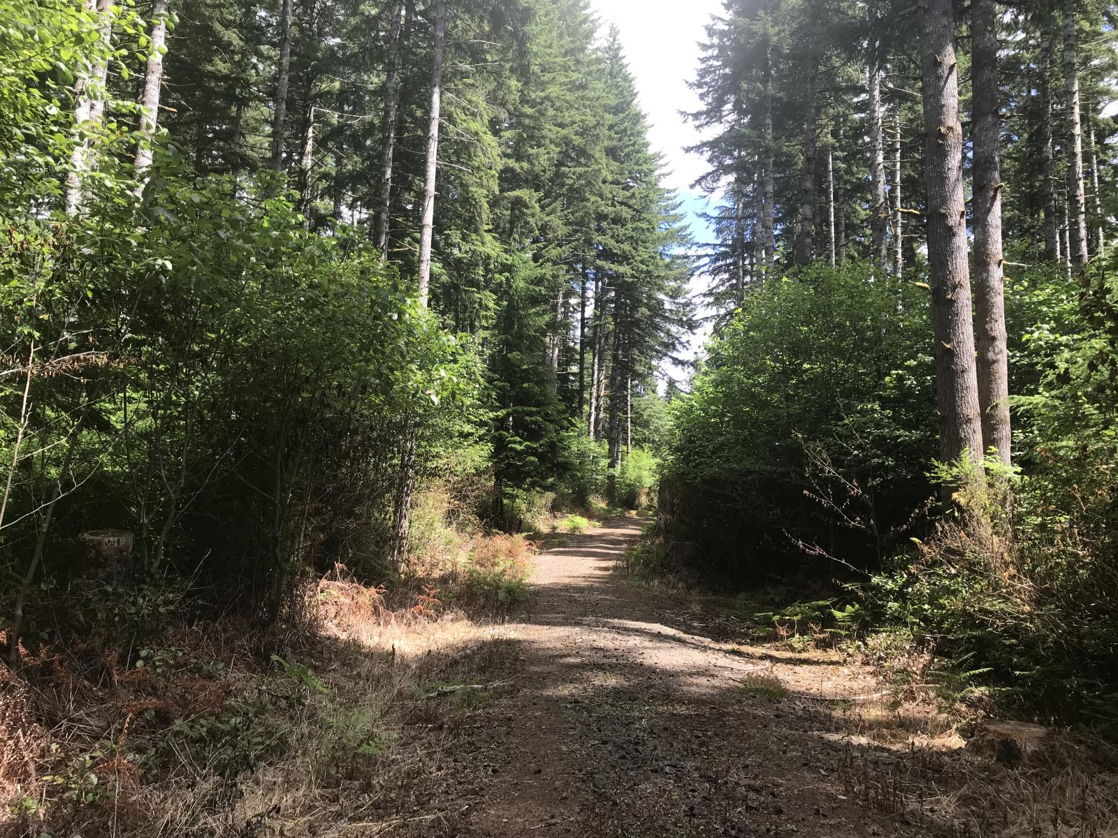 Forest on the Olympic Unit