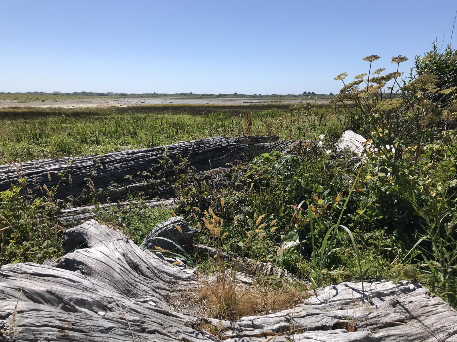 Beach vegetation at the Oyhut Unit