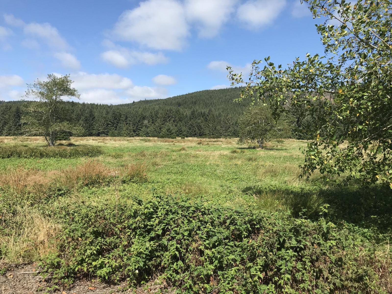 Large field with some trees on the WDFW Naselle River Wildlife Area Unit with forested hills in the distance