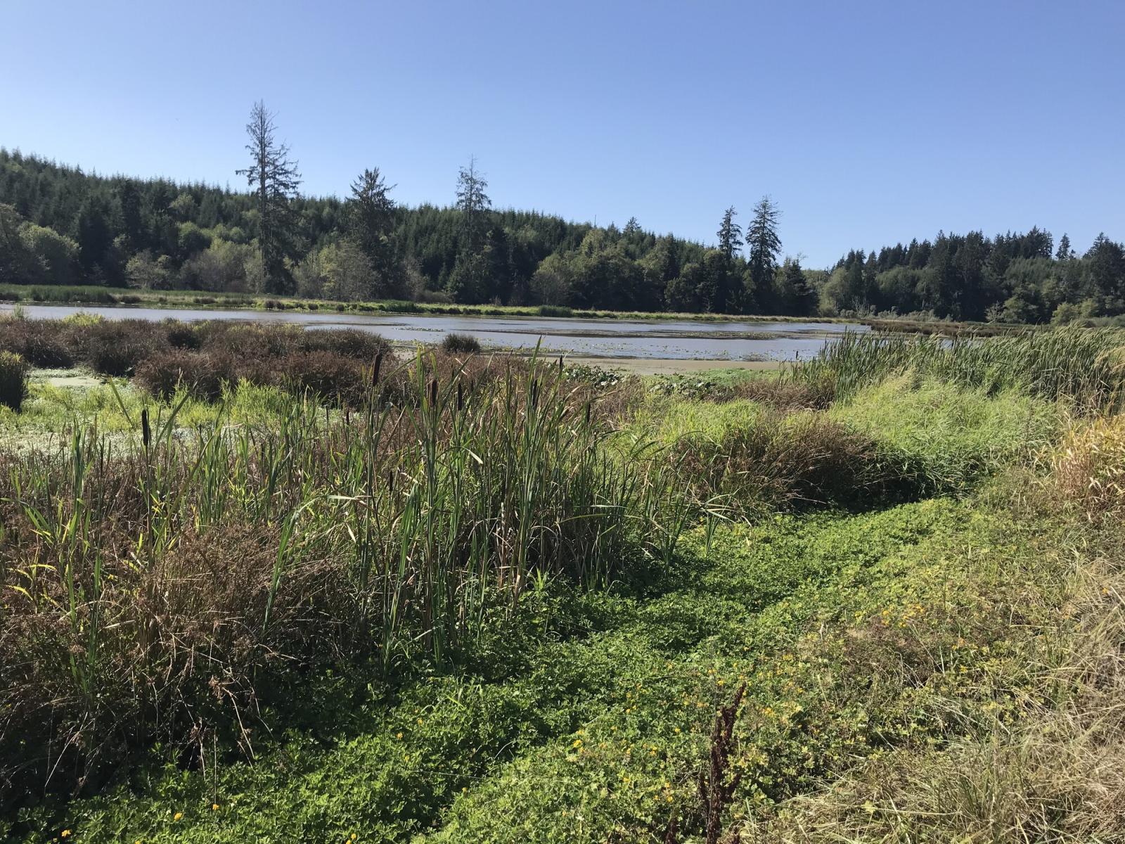 Potter Slough pond and riparian vegetation on the WDFW North Willapa Bay Wildlife Area Unit with forested hills in the distance