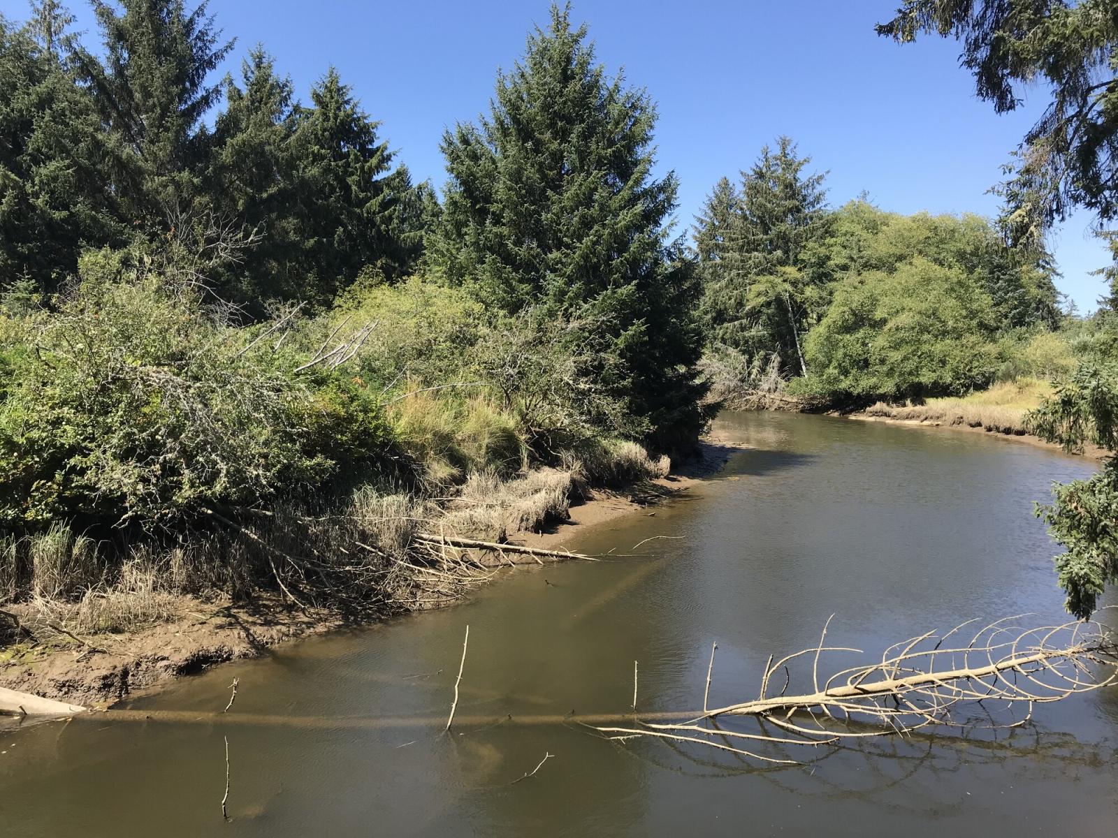 Newskah Creek flowing along conifer and shrub-lined bank of the South Grays Harbor Unit