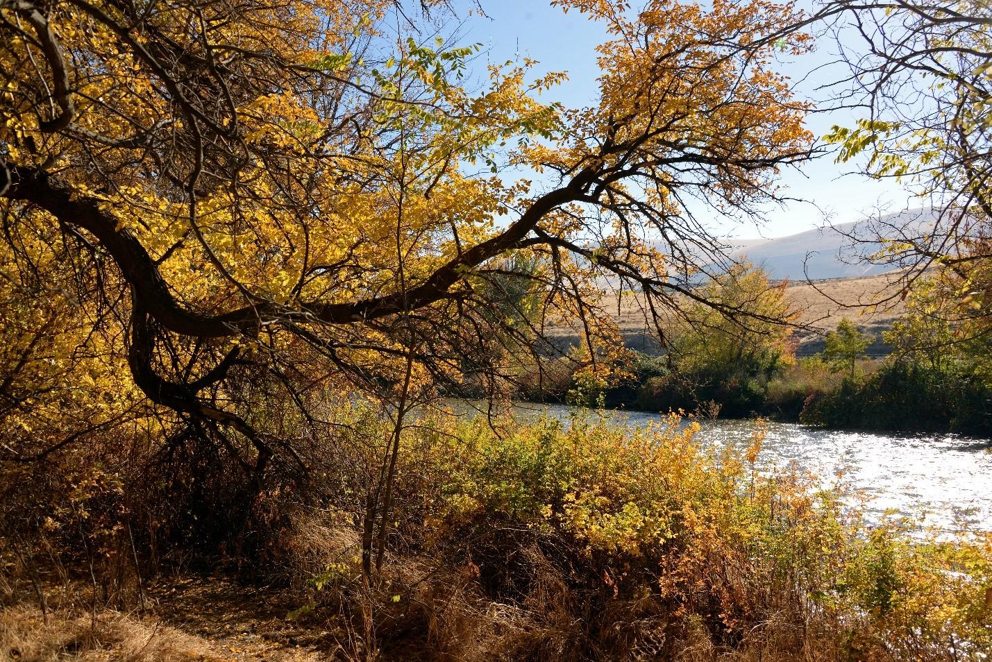Autumn colors on the Yakima River