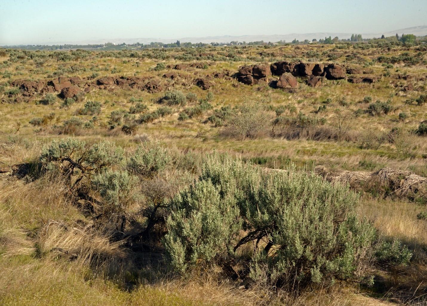 Shrubsteppe on the Byron Unit