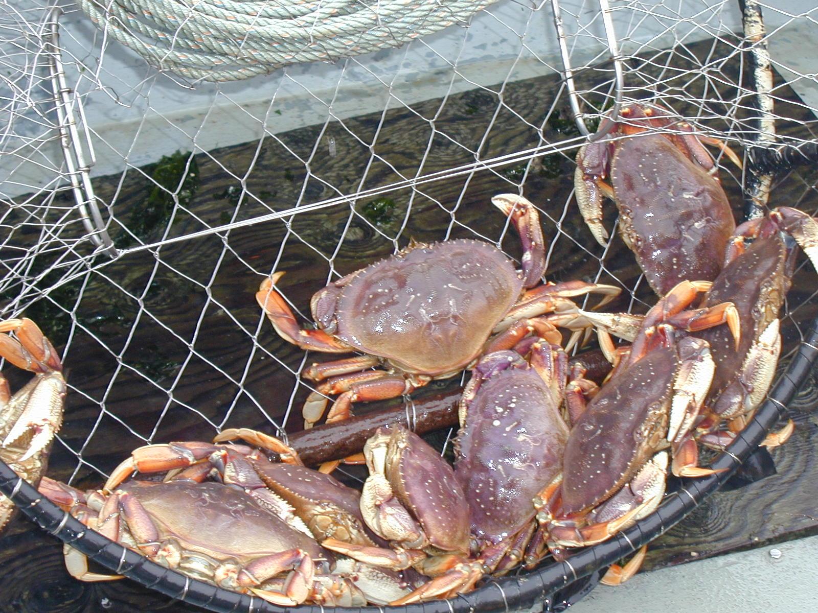 Recreational crabbing to open July 1 for many Puget Sound marine