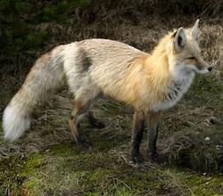 A close up of a standing Cascade red fox with pale reddish-brown fur