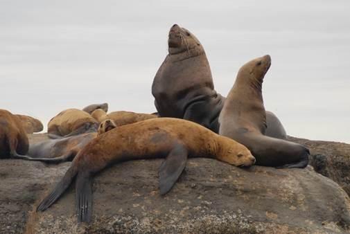 three Stellar sea lions sit on a rock with the ocean behind them.