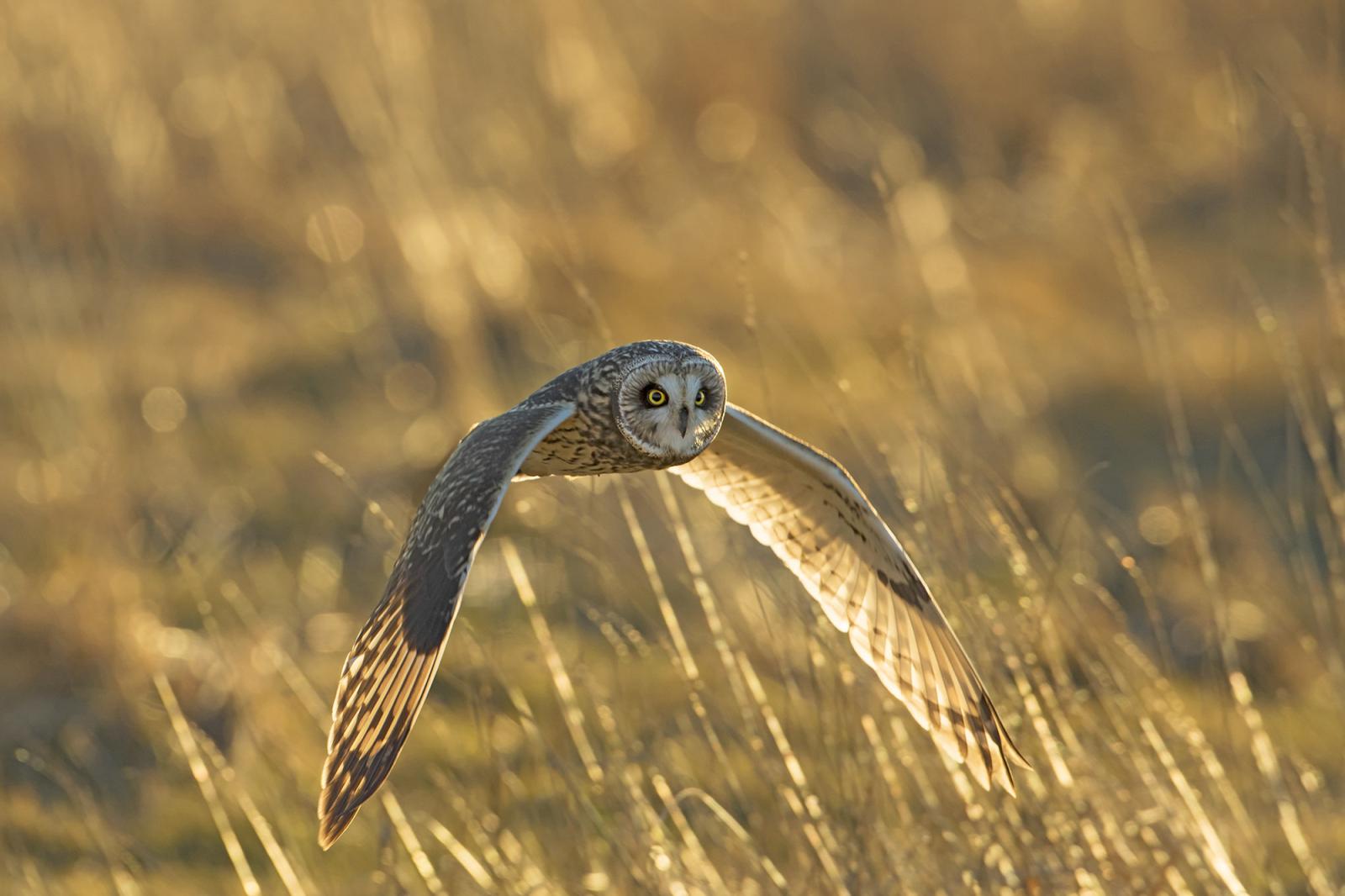A short-eared owl flying low over a field