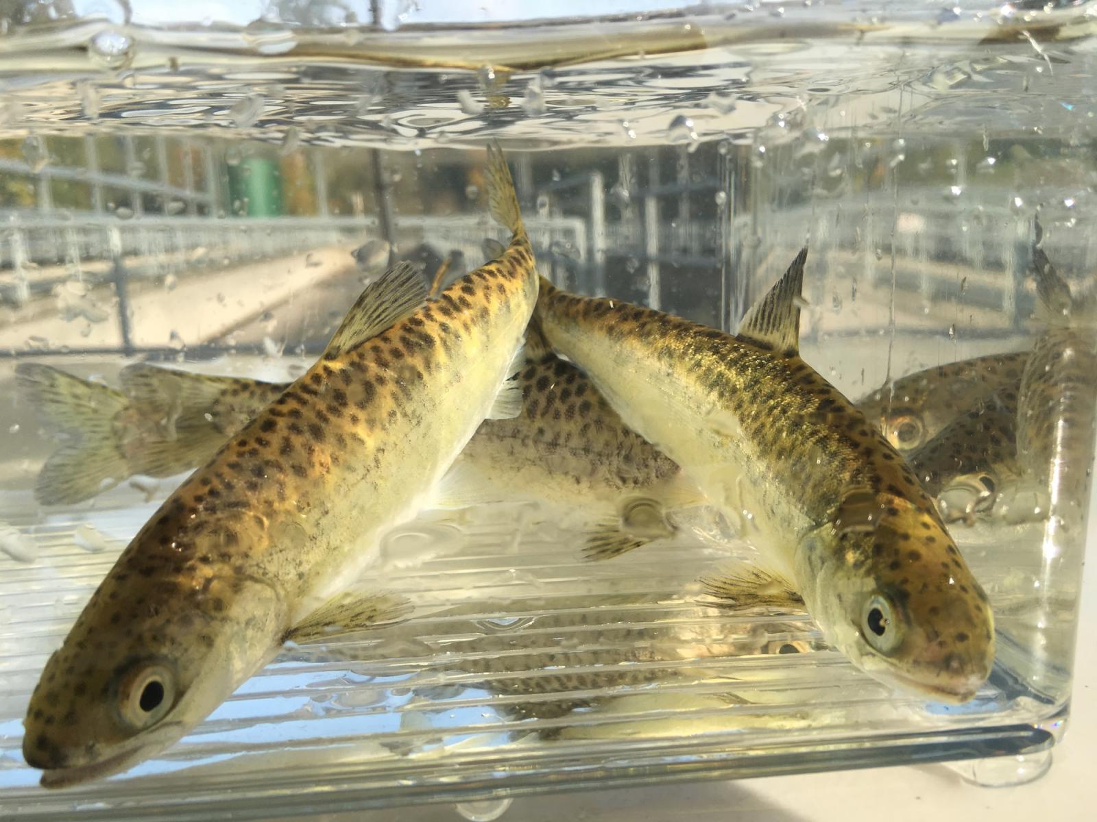 Spring Chinook salmon smolts from hatchery