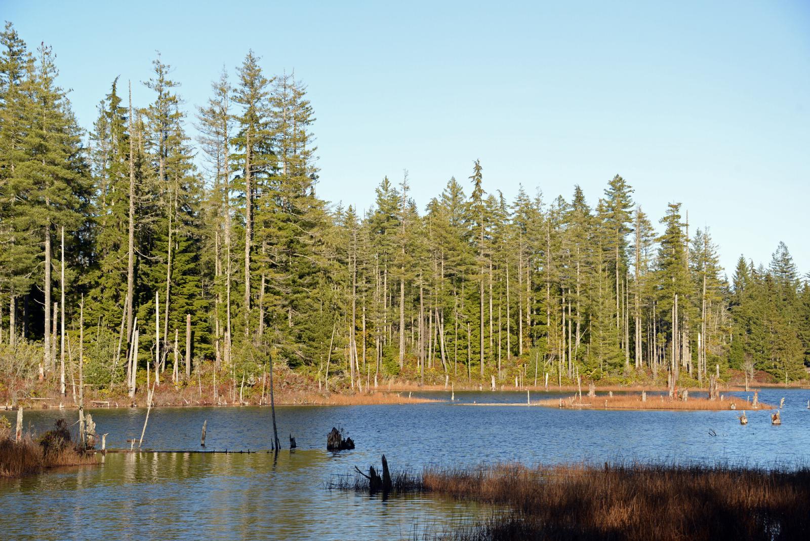 Small lake with evergreen trees surrounding it.