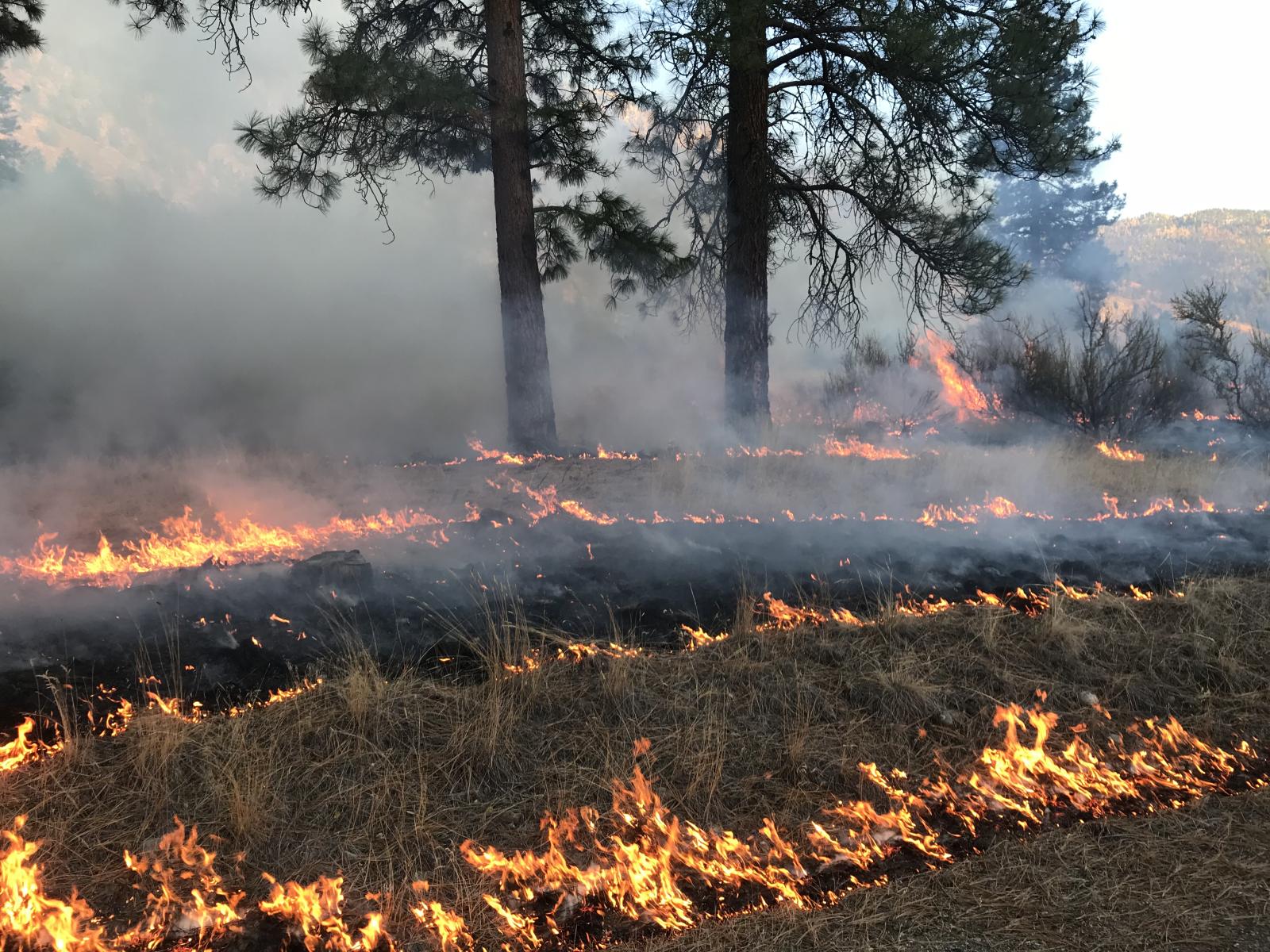 A prescribed fire on a WDFW wildlife area