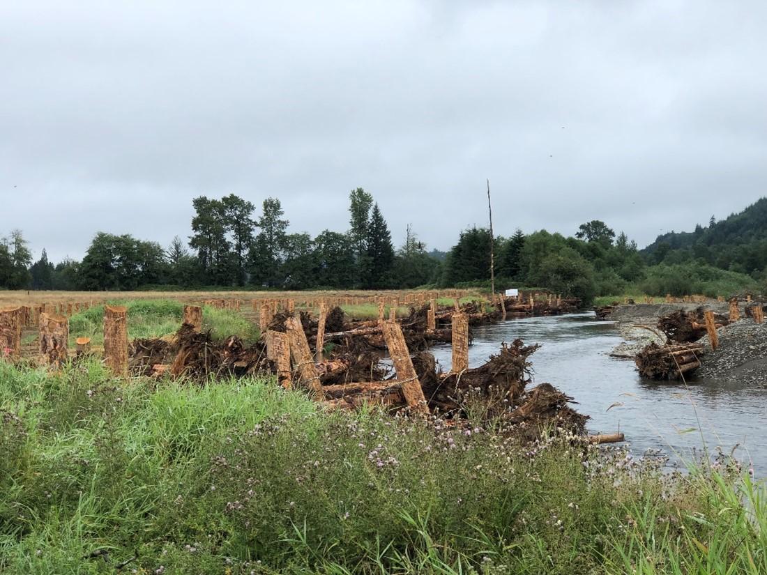 stream banks with with engineered log jams to stabilize streams