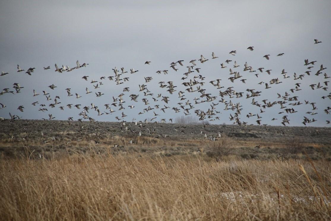 Waterfowl in flight above field and pond
