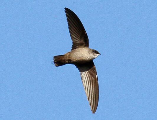 Close up of a Vaux's swift in flight -- lighter underside is viewable