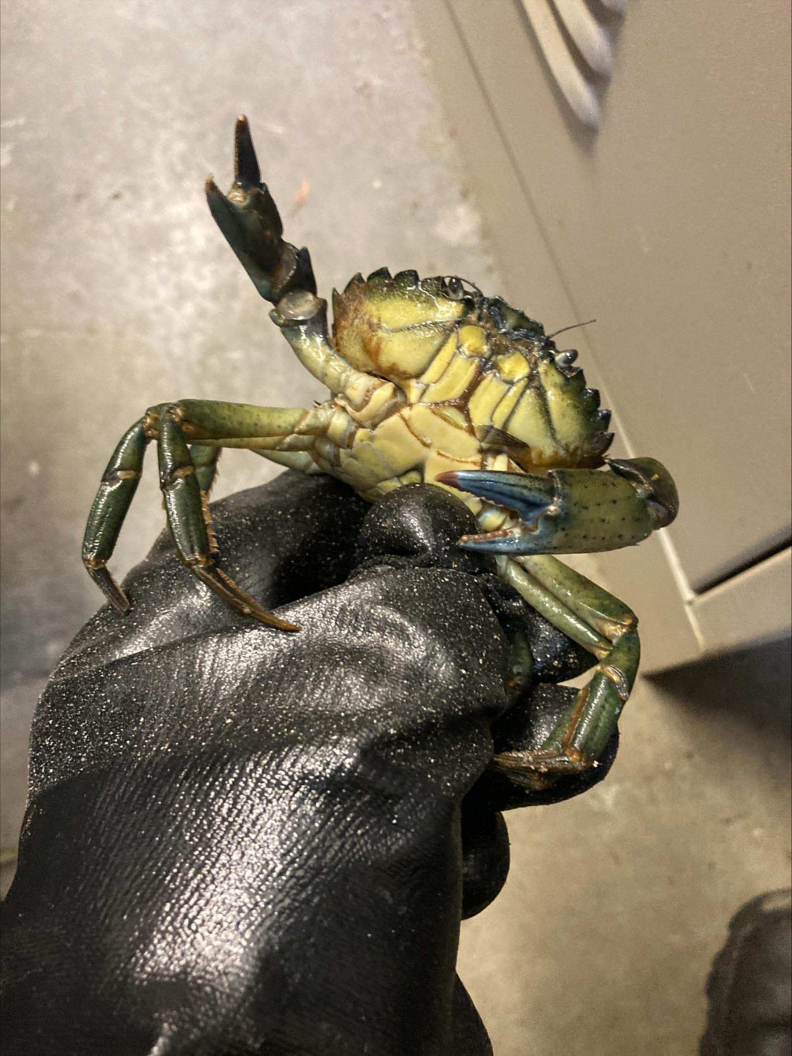 European green crab confiscated from Seattle seafood seller in December 2022