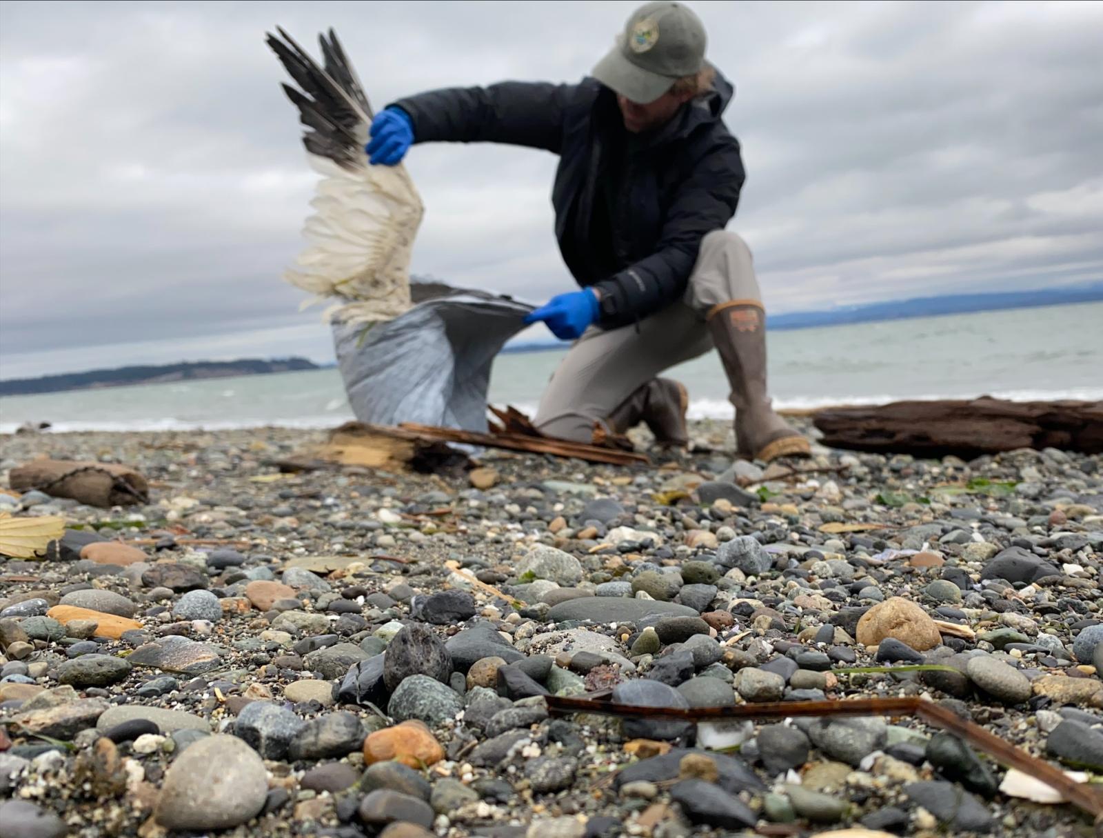 WDFW biologist collecting dead snow geese suspected of avian influenza on Camano Island near Skagit Bay. Dec. 2022