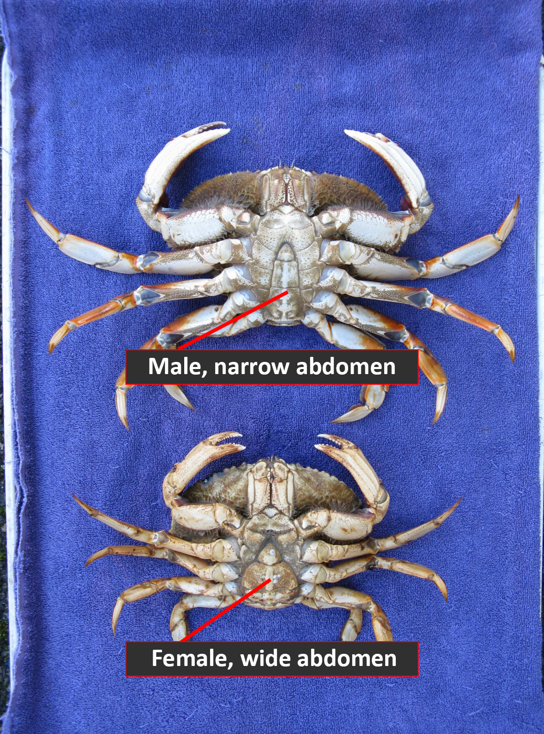 Female Dungeness crab have wider abdomens than males