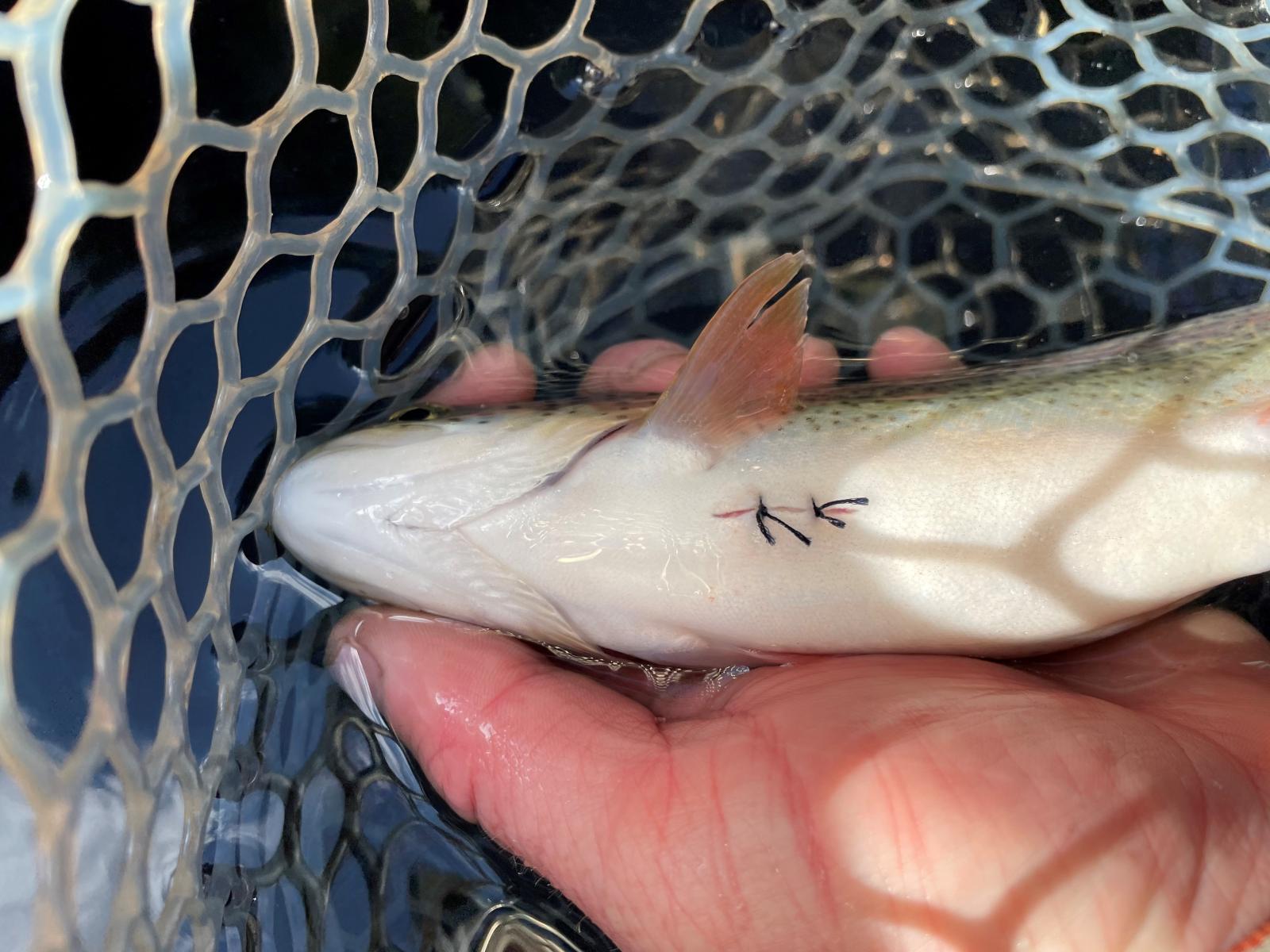 Willapa Bay acoustic tagging sea-run cutthroat trout