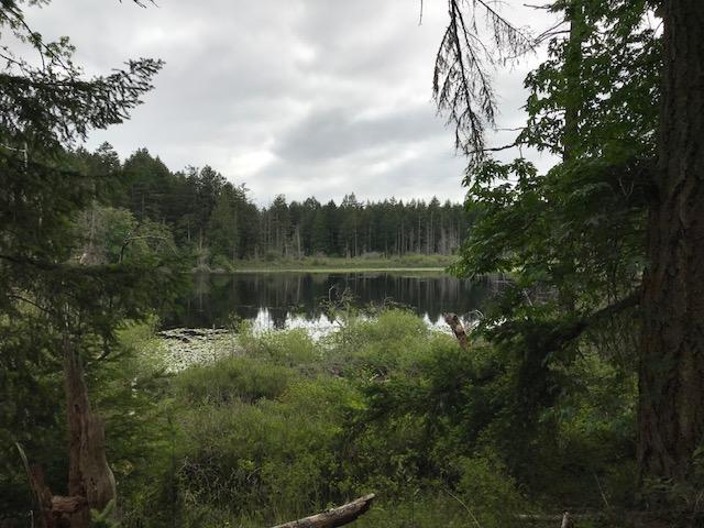 A view of Killebrew Lake