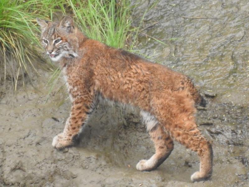 A bobcat in the woods