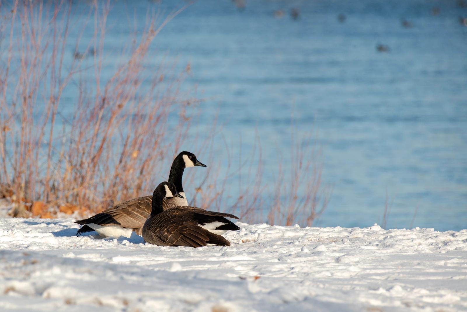 Two Canada geese sitting on a snowy bank next to a body of water.