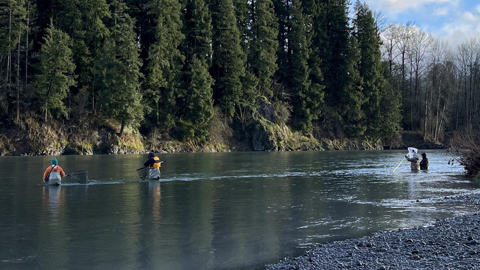 Harvesters dip for smelt in the Cowlitz River.