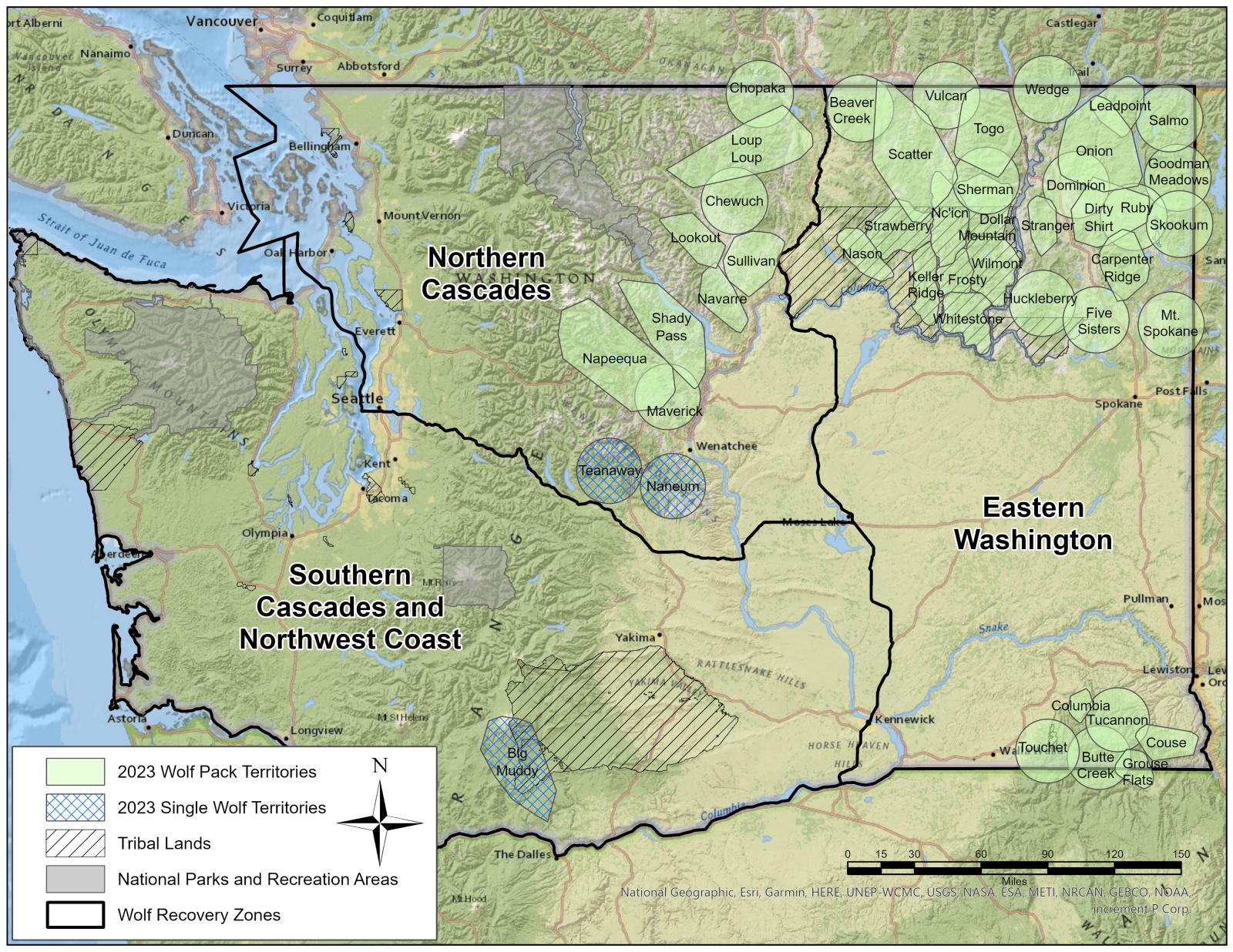 Annual survey shows growth in Washington gray wolf