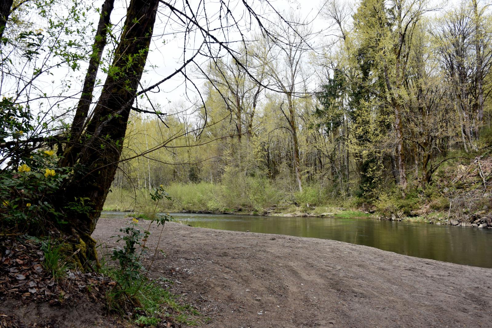 Handicap Hole Water Access Area along the Nisqually River