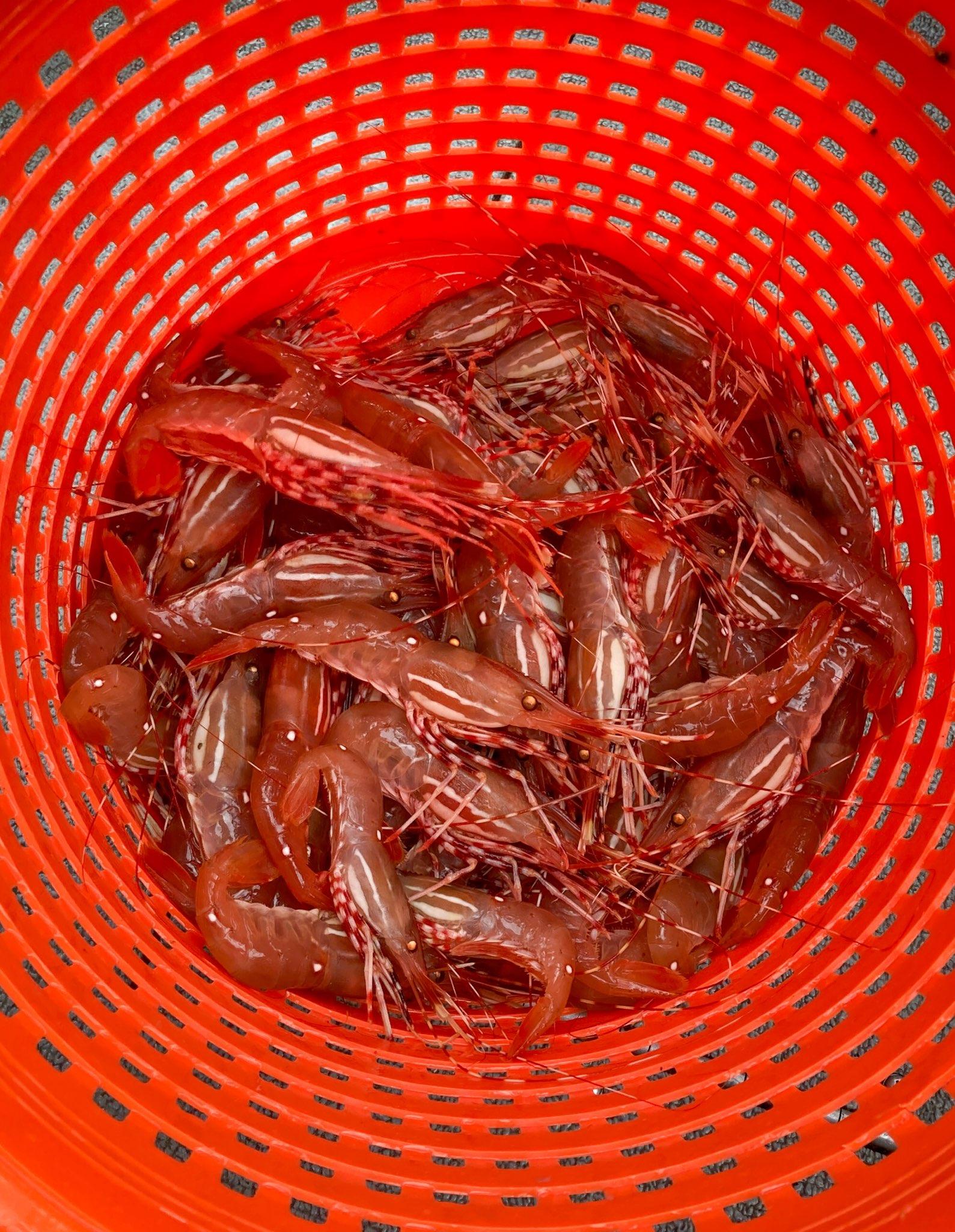 Spot shrimp caught in the San Juan Islands