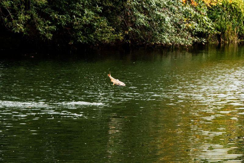 Salmon jumping in Whatcom Creek in downtown Bellingham