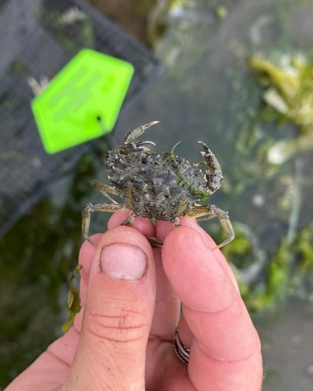 European green crab caught at Races Cove in May 2025