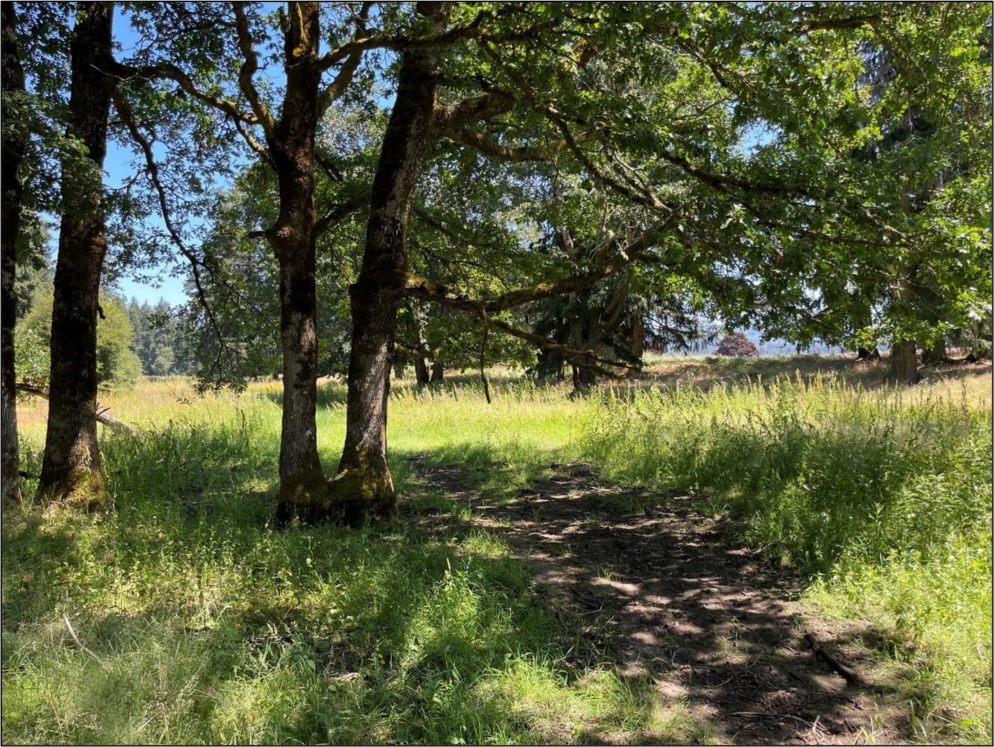 Field with trees