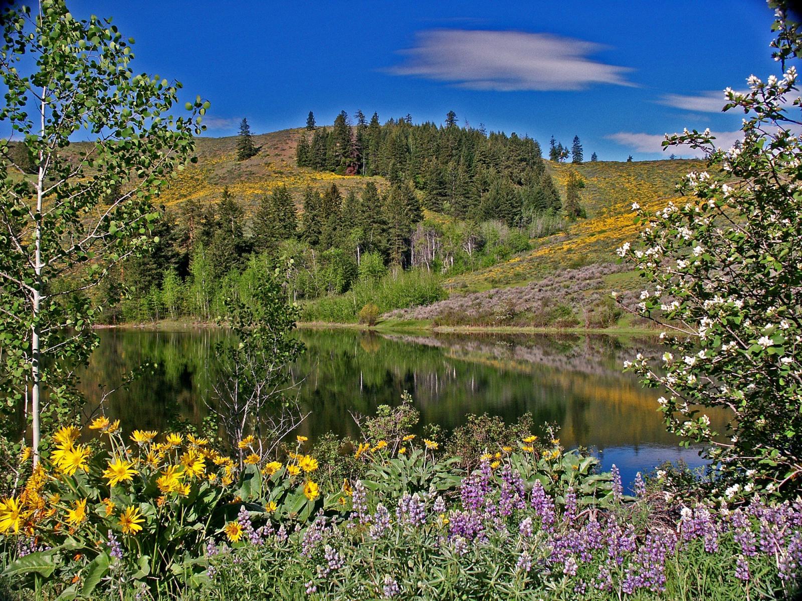 Aspen Lake in spring at Big Buck Wildlife Area Unit.