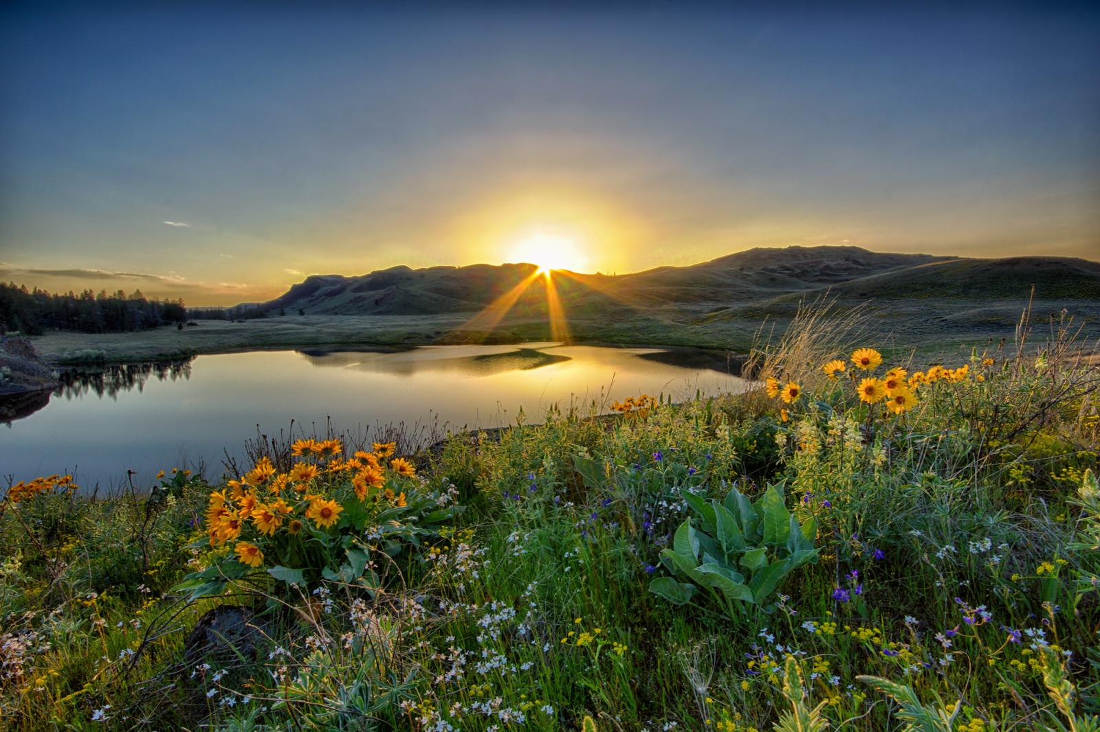 Colorful wildflowers at the Big Bend Wildlife Area Unit.