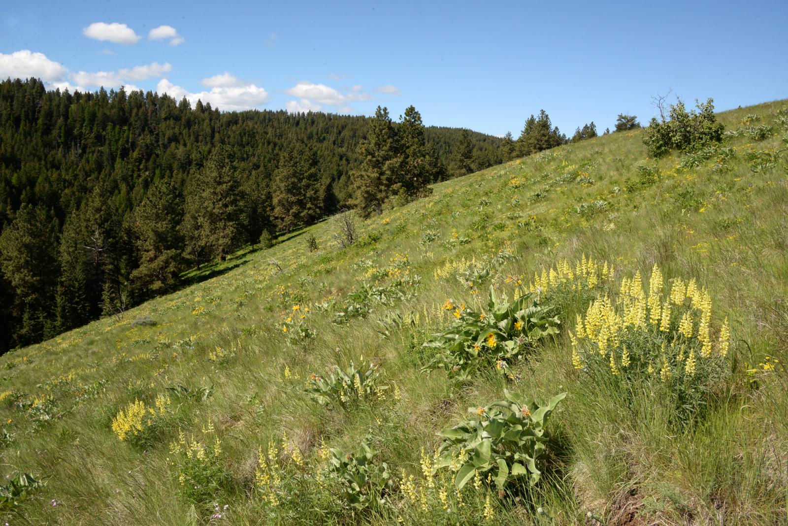 Flowered hillside at Weatherly Wildlife Area Unit.